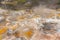 Fumaroles at Waimangu volcanic valley in New Zealand