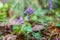 the fumewort Corydalis solida spring flower