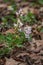 Fumewort flowers Corydalis solida