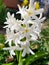 Fun Background hyacinth flowering in forest. Macro of white hyacinth flower meadow. One bunch of white hyacinth flowers in spring