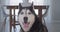 A fun close-up of a beautiful Husky with beautiful blue eyes and a smile on his face.