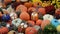 Fun and Colourful Pumpkins on Display for Halloween