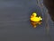 Fun, floating yellow toy rubber duck tethered in harbour