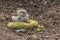 Fun gray and brown sparrow eats seeds of Setaria pumila plants in the park in autumn