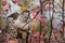 Fun gray and brown sparrow sits on a branch in the park in autumn and flaps its wings on a blurred background