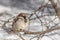 Fun gray and brown sparrow sits and sleeps on a branch in the park in winter on a blurred gray background