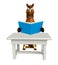 fun Horse cartoon character with books ;table and chair