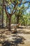 Fun natural composition of a multi-layered pine and a dry tree trunk. Picnic and barbecuearea inside Canarian Pine forest near