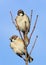 Fun pair of cute birds sitting on a branch in a garden in the sk