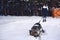 Fun photo like a dog and a boy playing in the winter in the forest. Alaskan Malamute stuck his nose in the snow