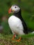 Fun Seabird Puffin