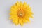 fun Tiny toy climbers the sun flower.