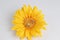 fun Tiny toy climbers the sun flower.