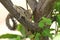 Funambulus palmarum, Indian Palm Squirrel, sitting on a branch