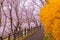 Funaoka Castle Ruin Park Forsythia field pathway with the Cherry Blossom