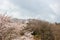 Funaoka Peace Kannon and cherry trees on the mountaintop of Funaoka Castle Ruin Park,Shibata,Miyagi,Tohoku,Japan.