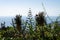 Funchal botanical garden wonderful vegetation, Atlantic Ocean water in background, Madeira island, Portugal.