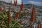 Funchal harbour - sunny December in Madeira; aloe flowers.