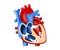 Function and definition human heart tridimensional