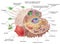 Function of macrophage