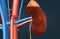 Function of the renal artery and renal vein in the kidney