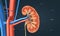 Function of the renal artery and renal vein in the kidney