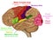 Functional brain areas medical  illustration on white background