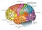 Functional diagram of human brain