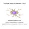 The functions of the dendritic cells. Immunity. Infographics. Vector illustration on isolated background