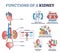 Functions of kidney with anatomical filtering organ system outline diagram