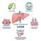 Functions of liver as healthy body organ description outline collection set