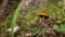 Funeral Bell Mushroom on Coniferous Tree Stump