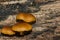 Funeral Bell Mushroom - Galerina marginata