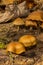 Funeral Bell Mushroom - Galerina marginata