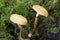 Funeral Bells mushroom fungi