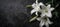 Funeral lily on dark background with spacious area for convenient text insertion