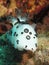 Funeral pyre nudibranch