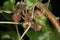 Fungal disease brown rot apple flower bud