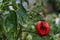 Fungal diseases of tomatoes Late blight is one of the most dangerous diseases