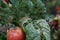 Fungal diseases of tomatoes Late blight is one of the most dangerous diseases