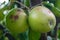 Fungal infection of apples