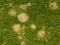 fungal lawn disease called fusarium patch