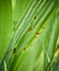 Fungal spots on leaves. Common Plant Diseases. Black spot or blotches on garden plant. Blight infected stems. Canker