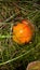 Funghi growing in september hedgerow