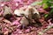 Fungi of 3 surrounded by mulch and pink blossoms