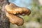 Fungi on an apple tree