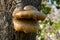 Fungi on an apple tree