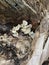 Fungi on bark tree