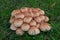 Fungi called Reddening Lepiota, clumped together in grass