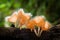 Fungi cup on decay wood with rain, in rainforest